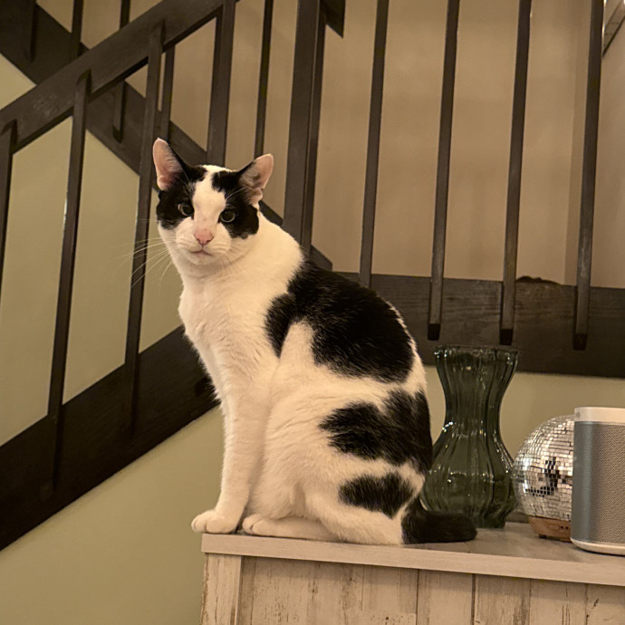 Paws And Whiskers Care With Love