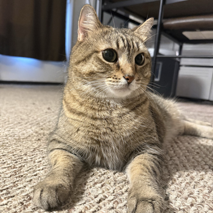 Paws And Whiskers Care With Love