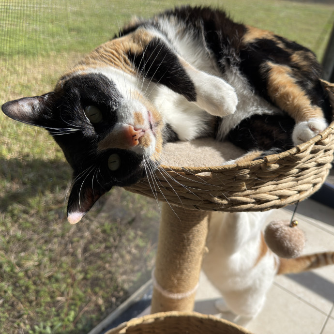 Paws And Whiskers Care With Love