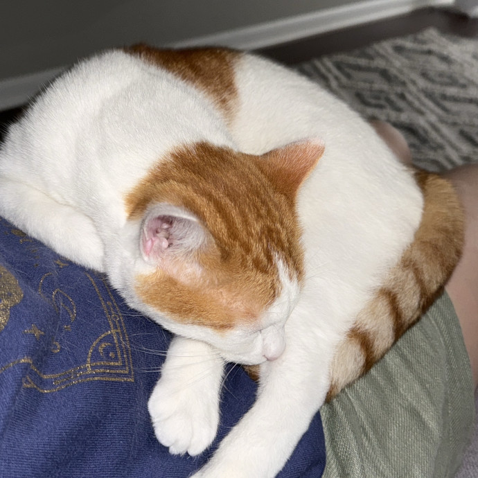 Paws And Whiskers Care With Love