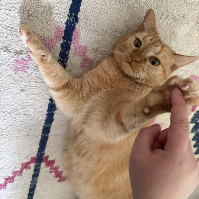 Paws And Whiskers Care With Love