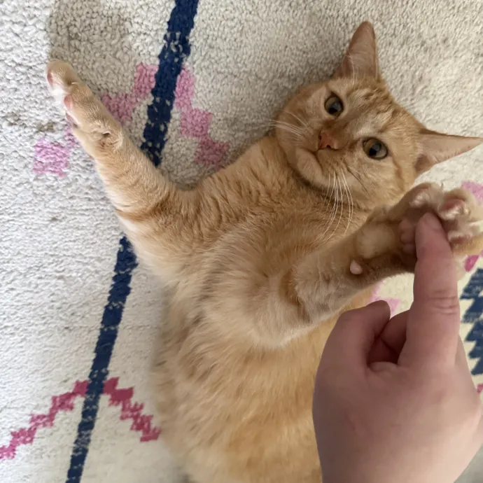 Paws And Whiskers Care With Love