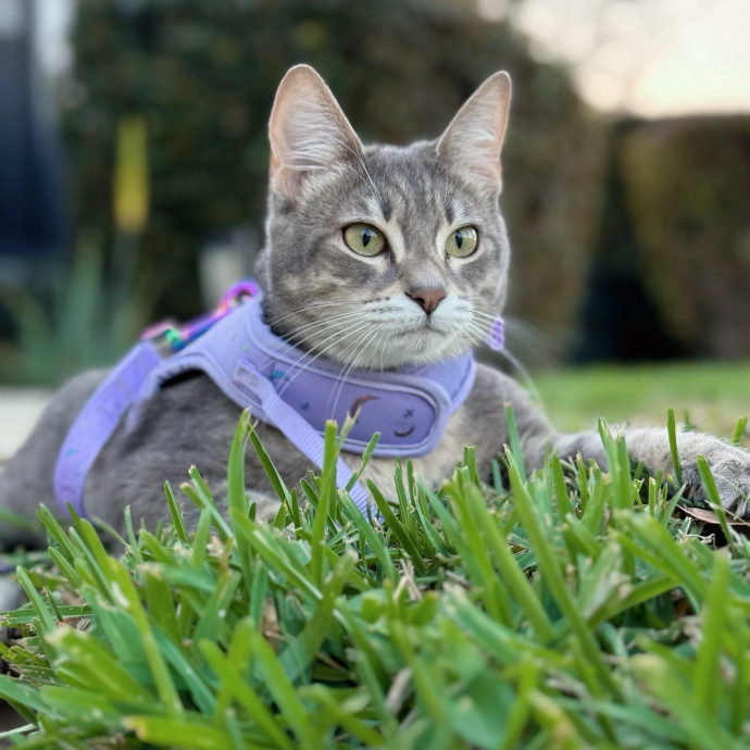 Paws And Whiskers Care With Love