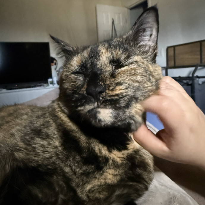 Paws And Whiskers Care With Love
