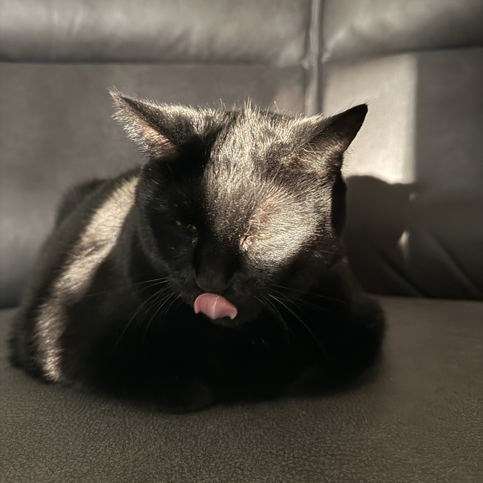 Paws And Whiskers Care With Love
