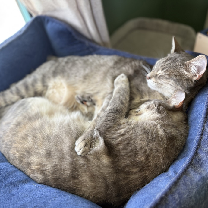 Paws And Whiskers Care With Love