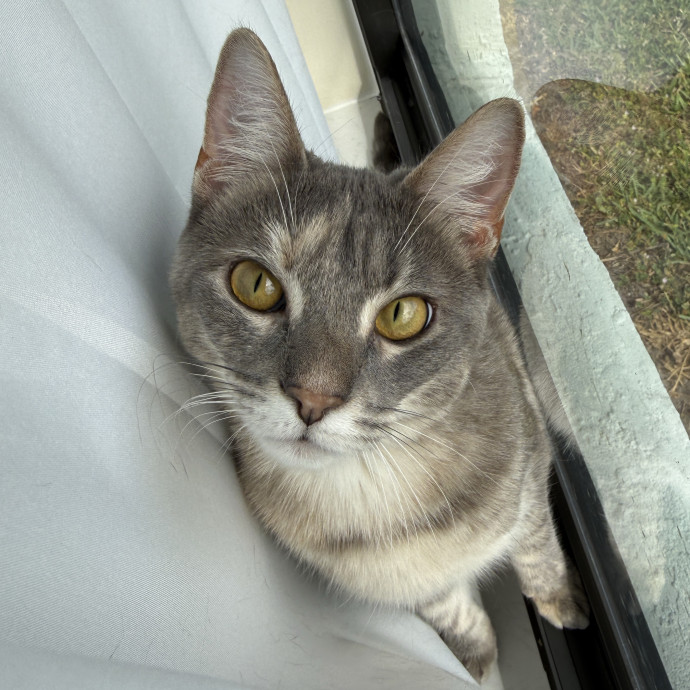 Paws And Whiskers Care With Love photo 3