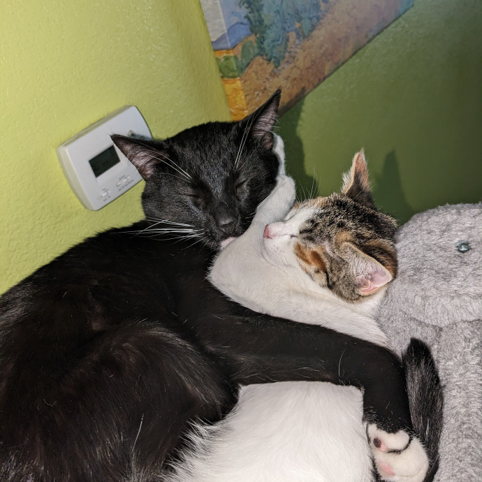 Clowder Cat Nanny