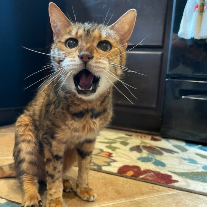 Clowder Cat Nanny