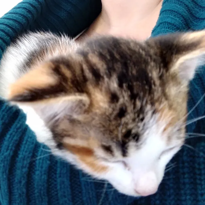 Clowder Cat Nanny photo 3