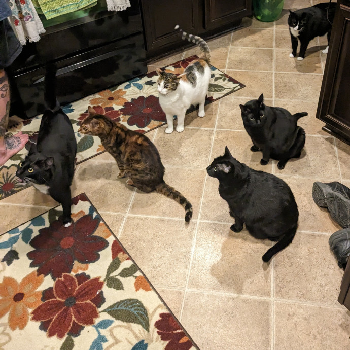 Clowder Cat Nanny photo 2