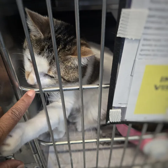 Nicole R.