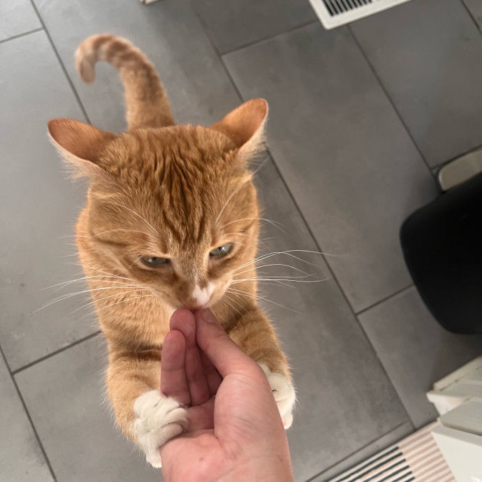 Maggie Meowtel