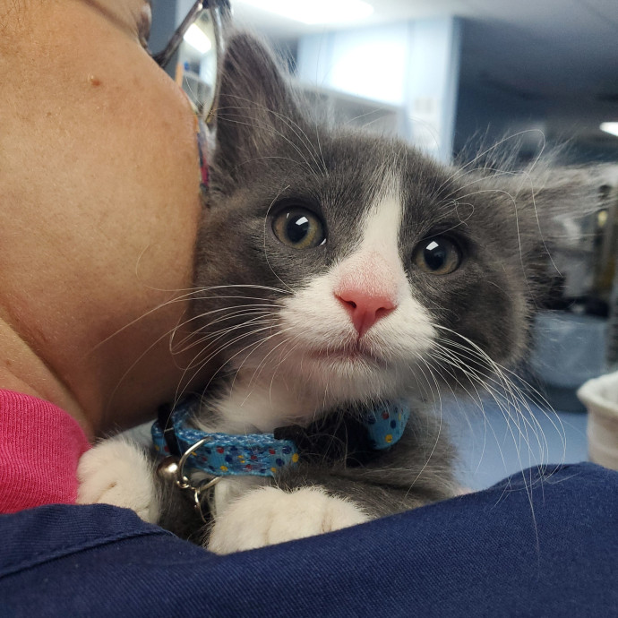 Cat-Adoring  Fear-Free Certified