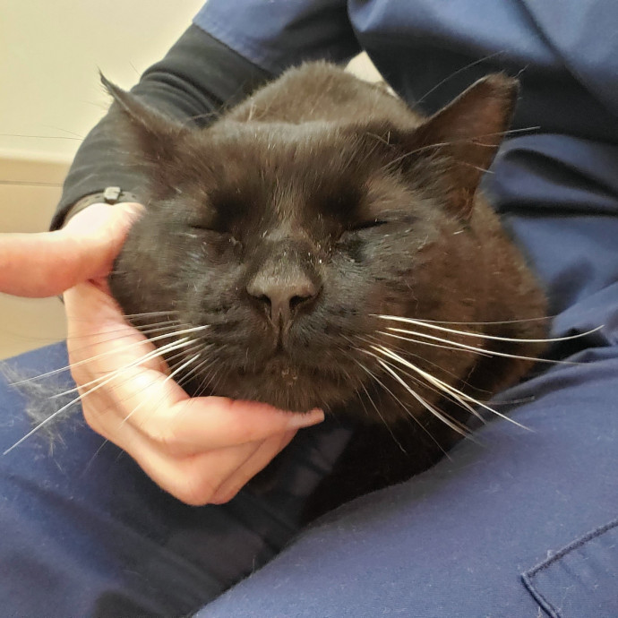 Cat-Adoring  Fear-Free Certified photo 3