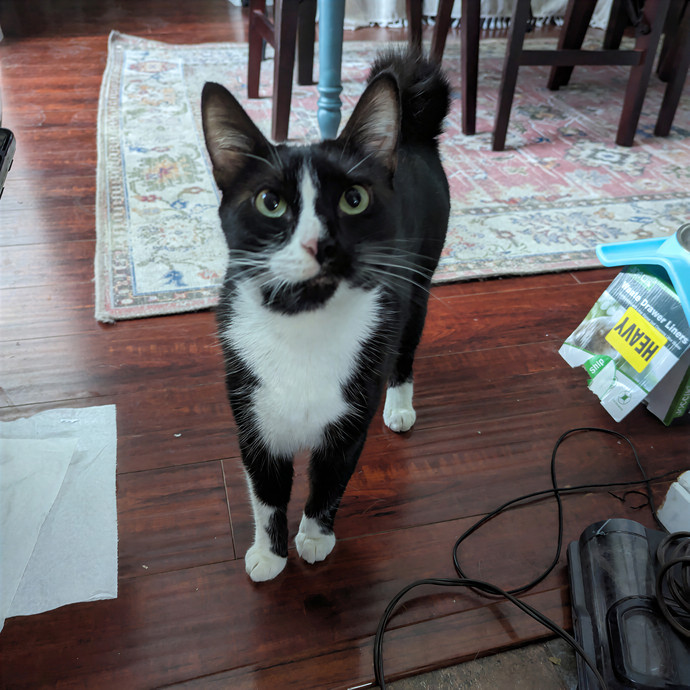 Jodi's Cat Care In Poway
