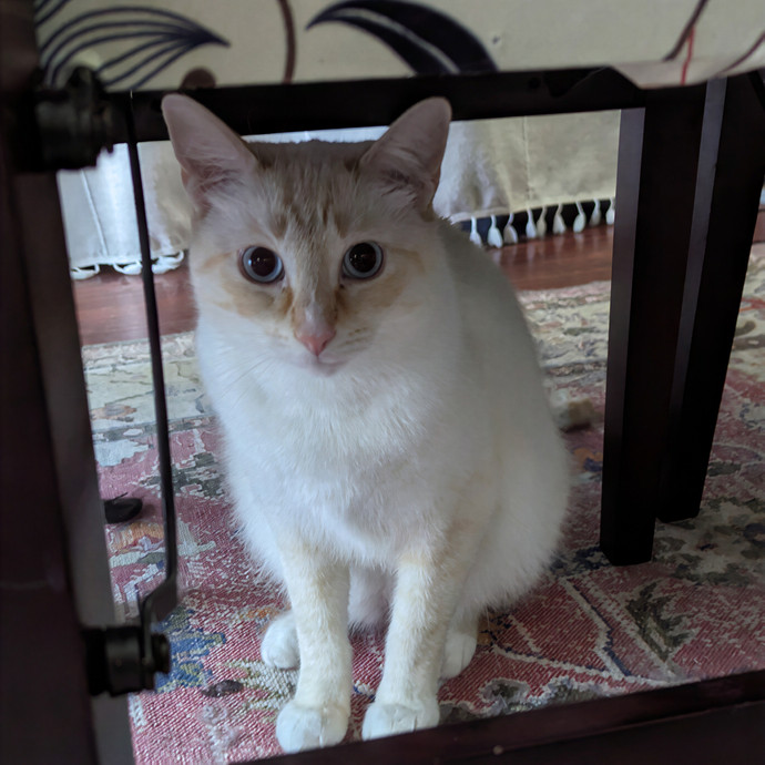 Jodi's Cat Care In Poway