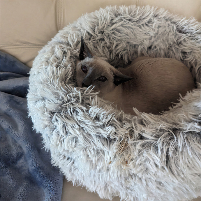 Jodi's Cat Care In Poway