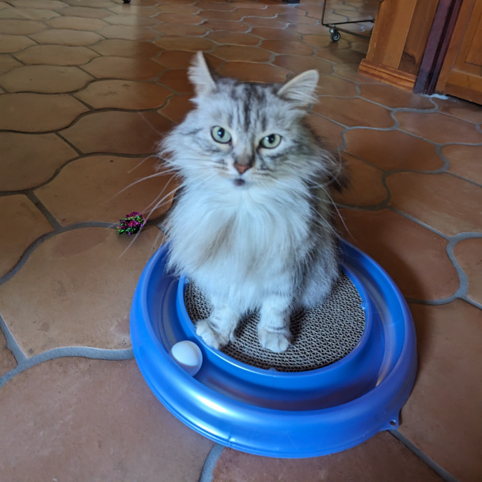 Jodi's Cat Care In Poway
