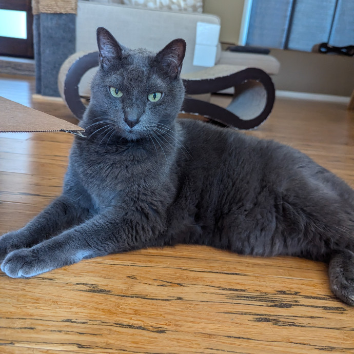 Jodi's Cat Care In Poway