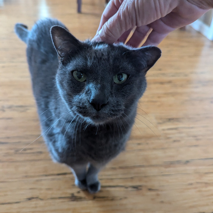 Jodi's Cat Care In Poway