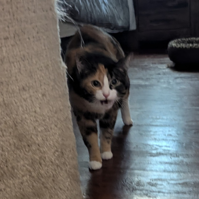 Jodi's Cat Care In Poway