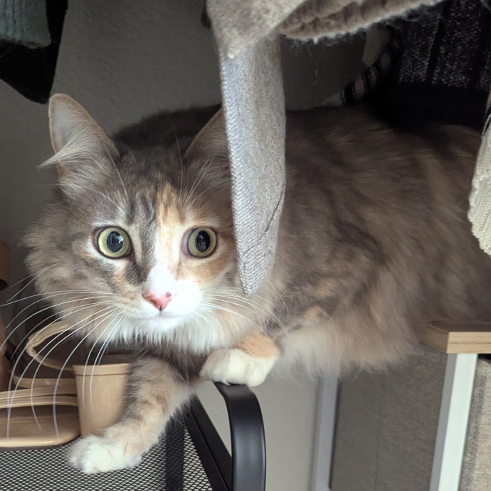 Jodi's Cat Care In Poway