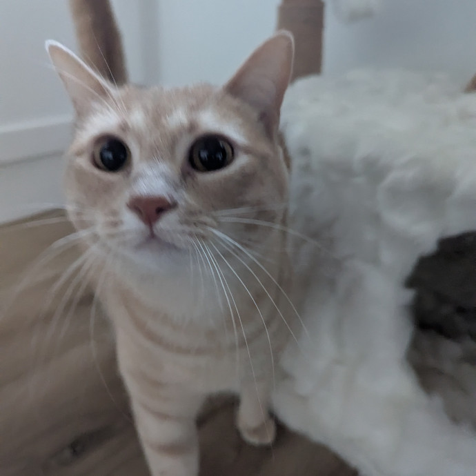 Jodi's Cat Care In Poway