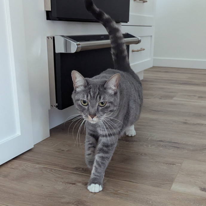 Jodi's Cat Care In Poway