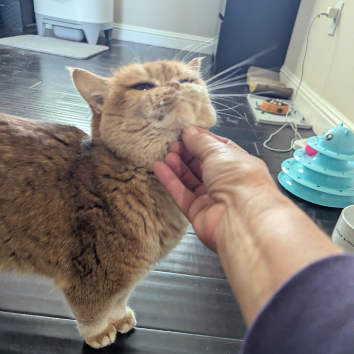 Jodi's Cat Care In Poway