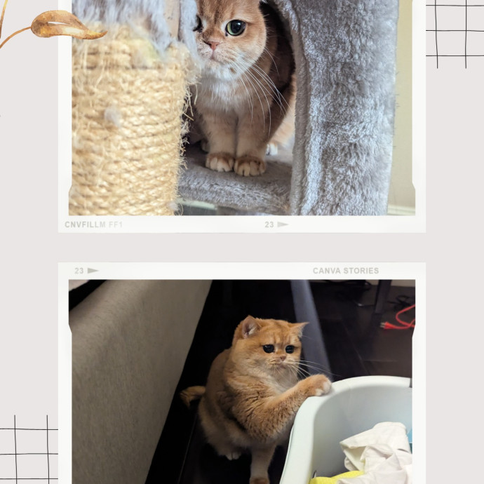 Jodi's Cat Care In Poway