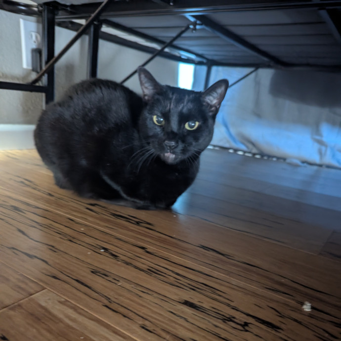 Jodi's Cat Care In Poway