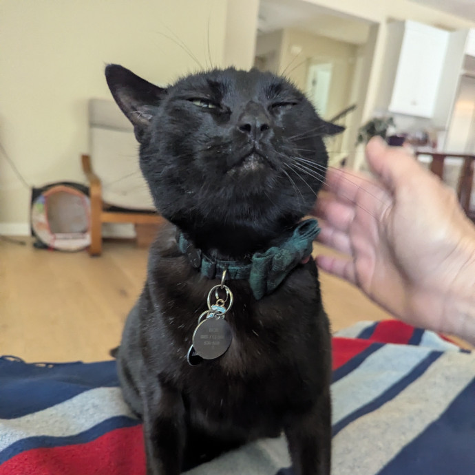Jodi's Cat Care In Poway