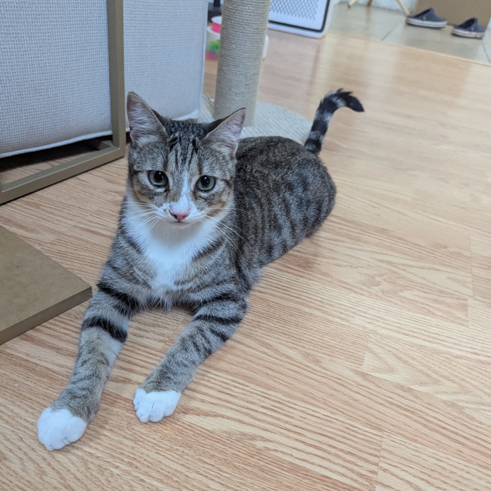 Jodi's Cat Care In Poway