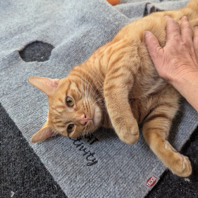Jodi's Cat Care In Poway