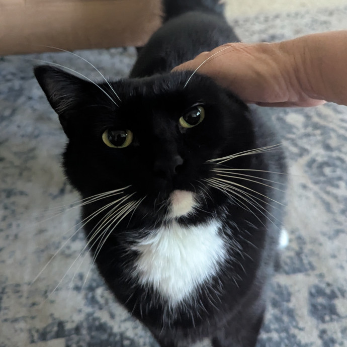 Jodi's Cat Care In Poway
