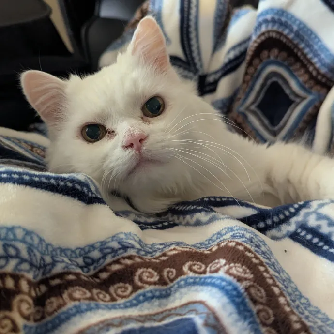 Jodi's Cat Care In Poway