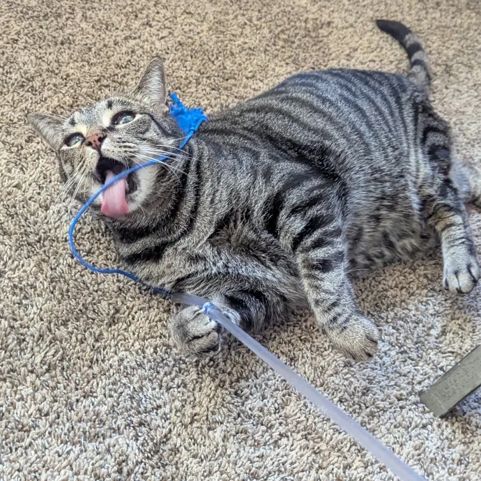 Jodi's Cat Care In Poway