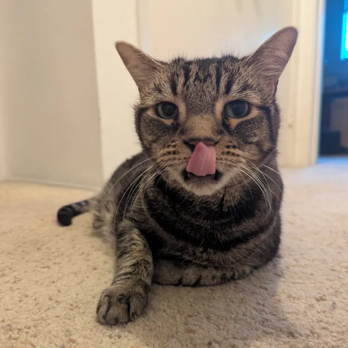 Jodi's Cat Care In Poway