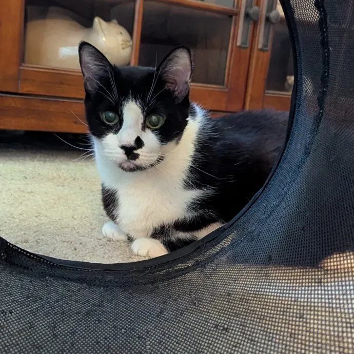 Jodi's Cat Care In Poway