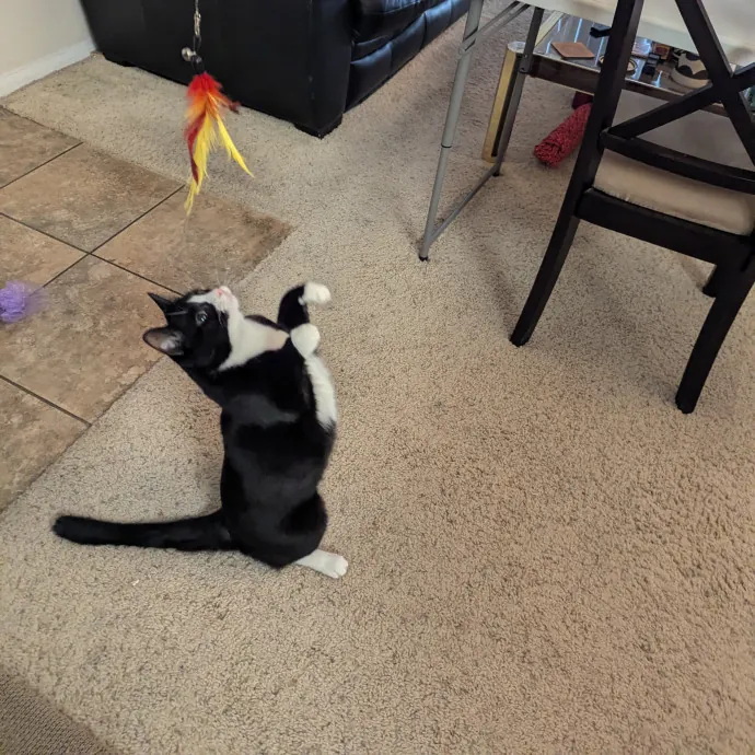 Jodi's Cat Care In Poway