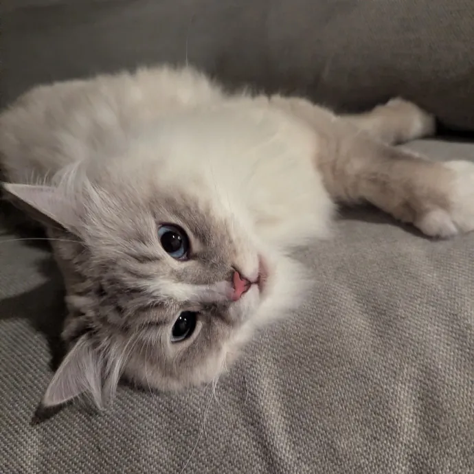 Jodi's Cat Care In Poway