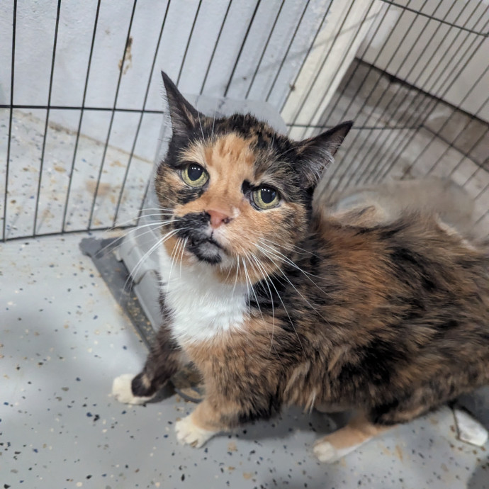 Jodi's Cat Care In Poway
