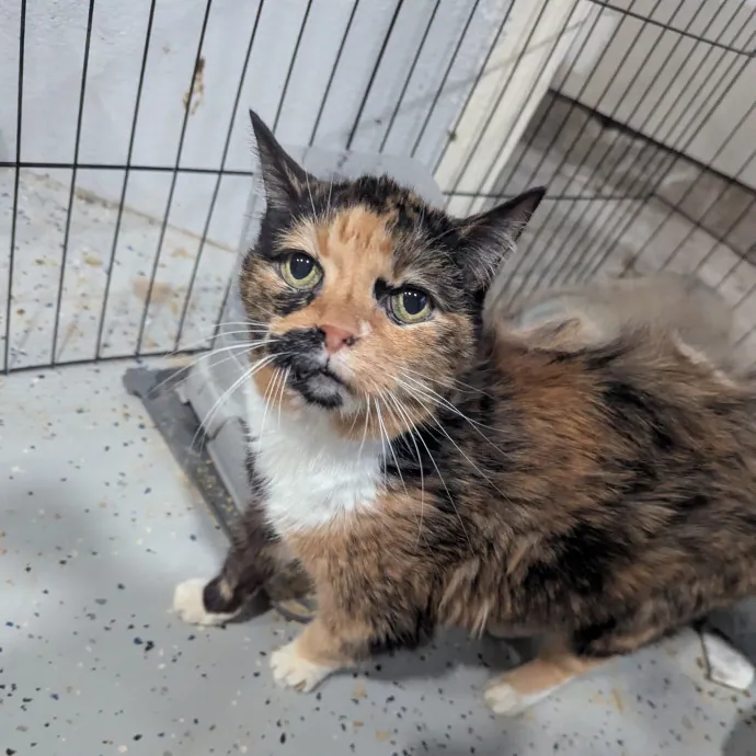 Jodi's Cat Care In Poway