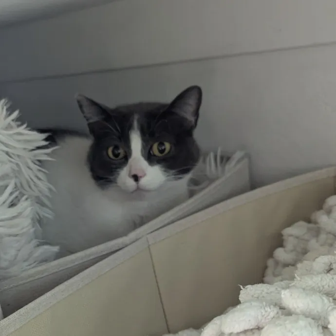 Jodi's Cat Care In Poway