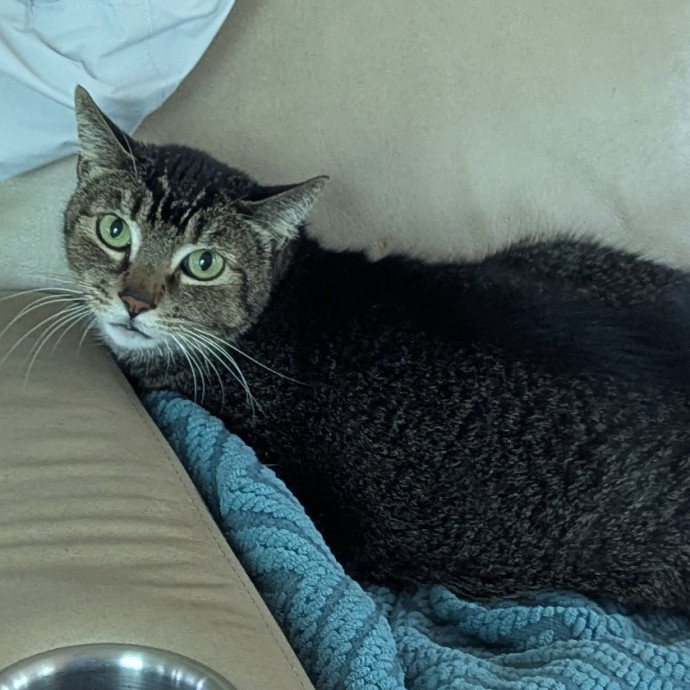 Jodi's Cat Care In Poway