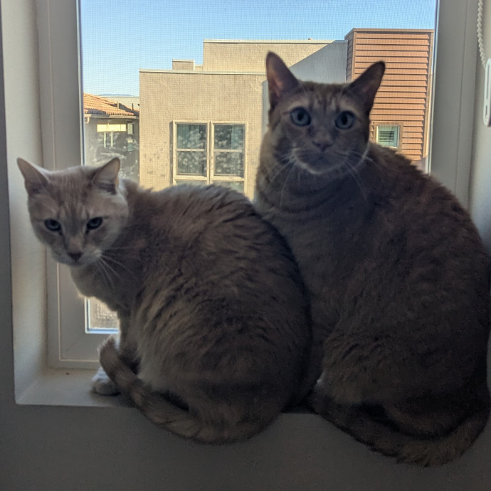Jodi's Cat Care In Poway