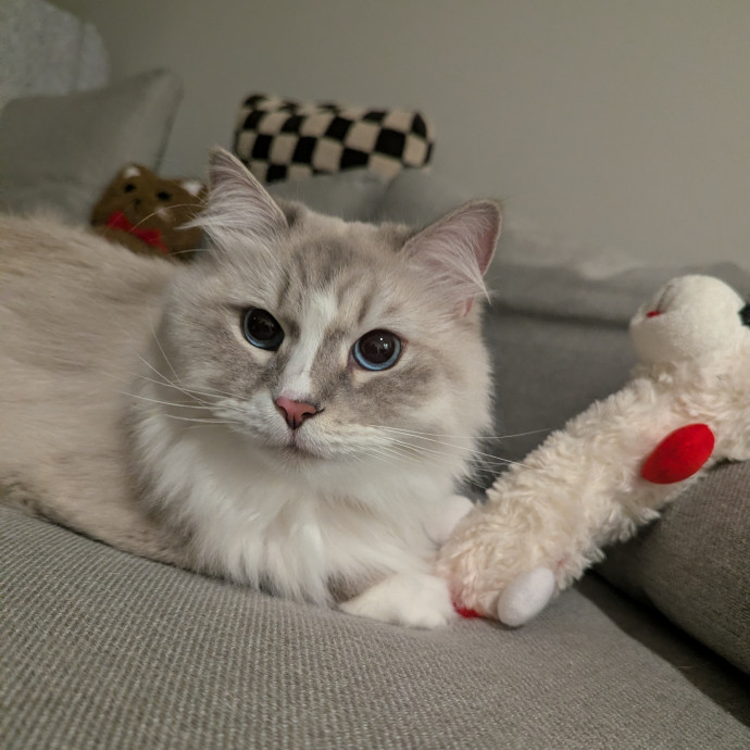 Jodi's Cat Care In Poway