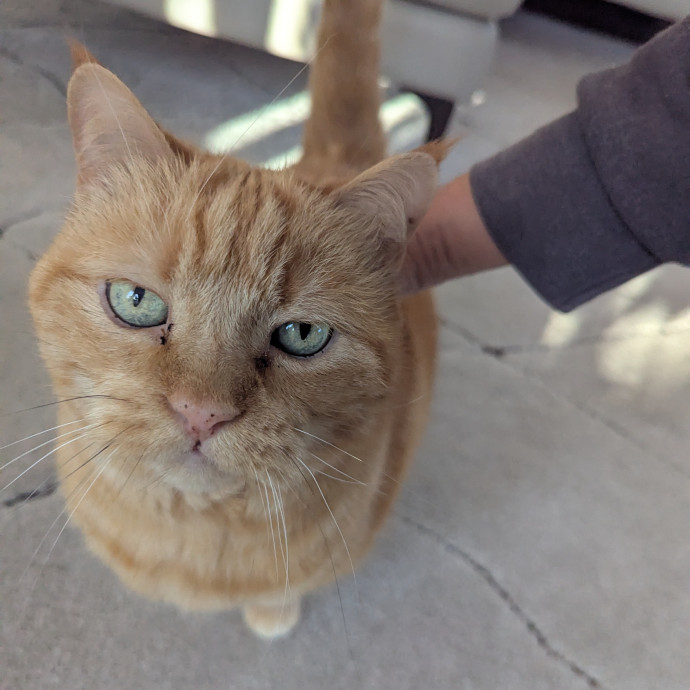 Jodi's Cat Care In Poway