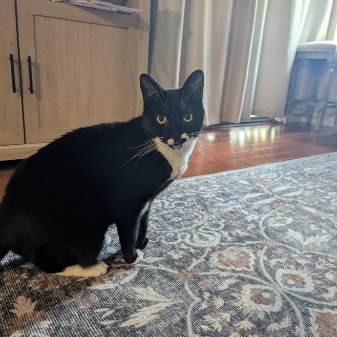 Jodi's Cat Care In Poway
